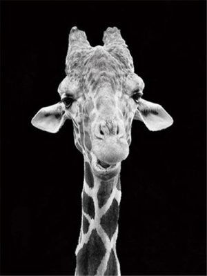 Giraffe Black And White paint by numbers