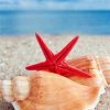 Shells and Starfish on Beach paint by numbers