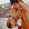 Horse Holding Red Rose paint by numbers