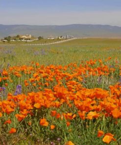 Orange Poppy Field paint by numbers