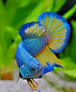 Betta Fish paint by numbers