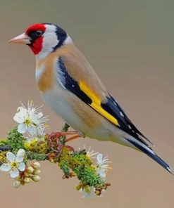 Beautiful Bird paint by numbers