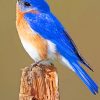 Eastern Bluebird paint by numbers