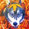 Husky In The Fall paint by numbers