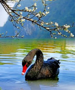 black-swan-bird-paint-by-number