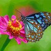 Blue Butterfly On Flower Paint by numbers