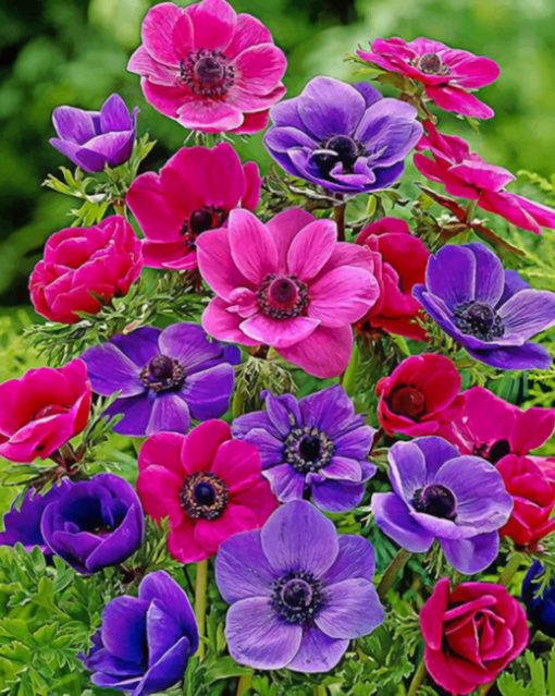 colroful-anemone-paint-by-number