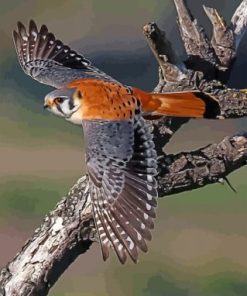 American Kesrel Desert Bird Paint by numbers