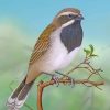 Black-throated-sparrow-desert-bird-paint-by-number