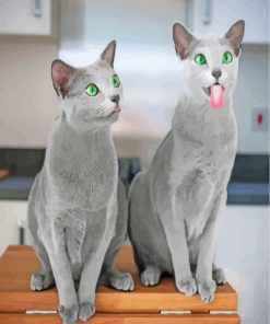 Funny Russian Blue Cats Paint by numbers