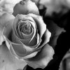 asetehtic-rose-black-and-white-flower-paint-by-numbers