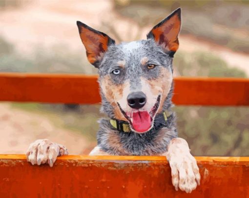 australian-heeler-cattle-dog-mix-paint-by-number