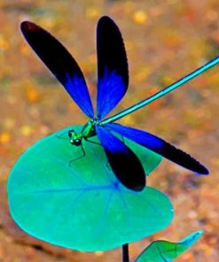 black-and-blue-dragonfly-paint-by-numbers