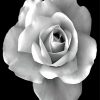 blakc-and-white-rose-paint-by-numbers