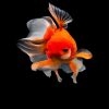 cute-golden-fish-adult-paint-by-numbers