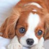 cute-king-charles-spaniel-puppy-paint-by-number