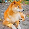 Cute Shiba Inu Paint by numbers