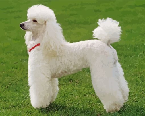 Poodle Dog Paint by numbers