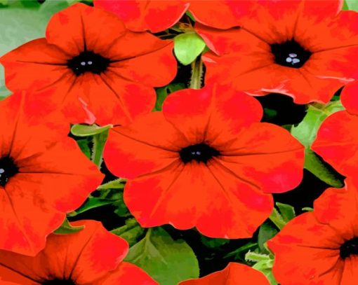 Red Petunia Paint by numbers