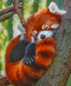 red-panda-sleeping-paint-by-numbers