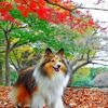 Sheltie Enjoying The Autumn Paint by numbers