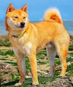 Shiba Inu Paint by numbers