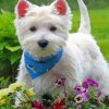 Stylish West Highland White Terrier paint by numbers