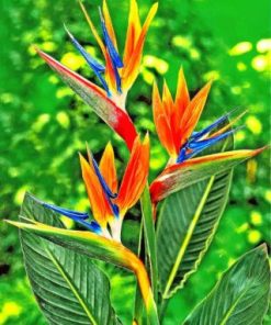 Bird Of Paradise Paint by numbers