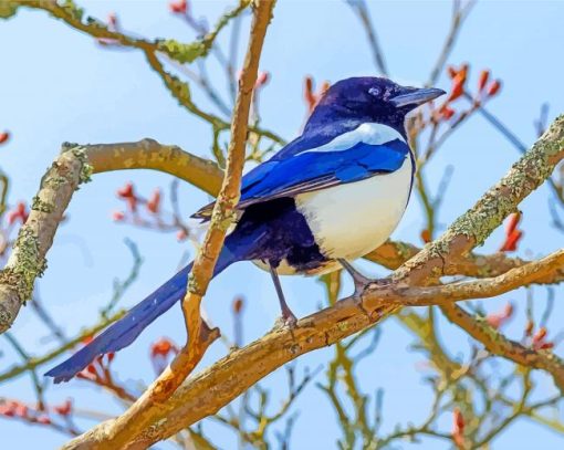 The Magpie Bird Paint by numbers