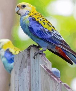 Australian King Parrots Paint By Numbers