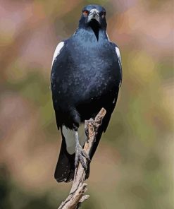 Australian Magpie Bird Paint By Numbers