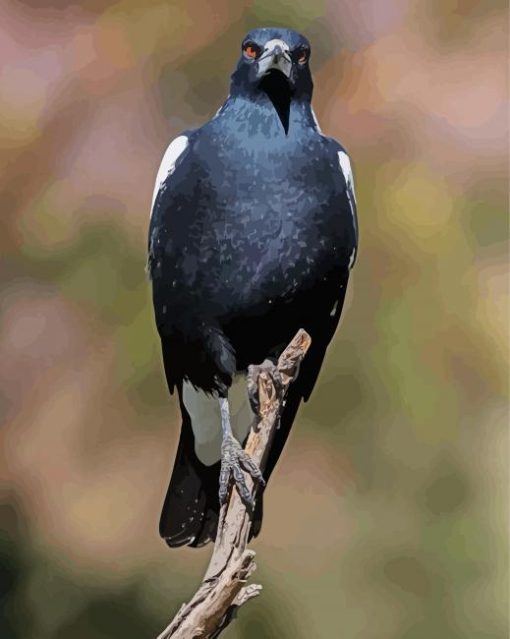 Australian Magpie Bird Paint By Numbers