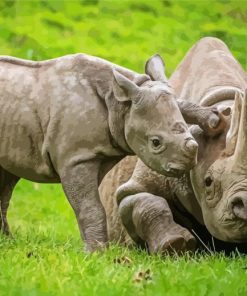 Baby Rhino Pestering Its Mom Paint By Numbers