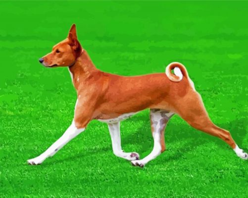 Basenji Dog Paint By Numbers