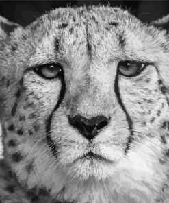 Black And White Cheetahs Face Paint By Numbers