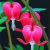 Bleeding Heart Plants Paint By Numbers