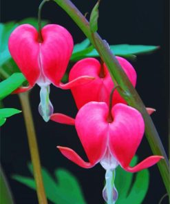 Bleeding Heart Plants Paint By Numbers