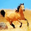 Buckskin Horse Running Paint By Numbers