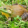 American Bullfrog Paint By Numbers