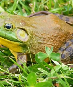 American Bullfrog Paint By Numbers