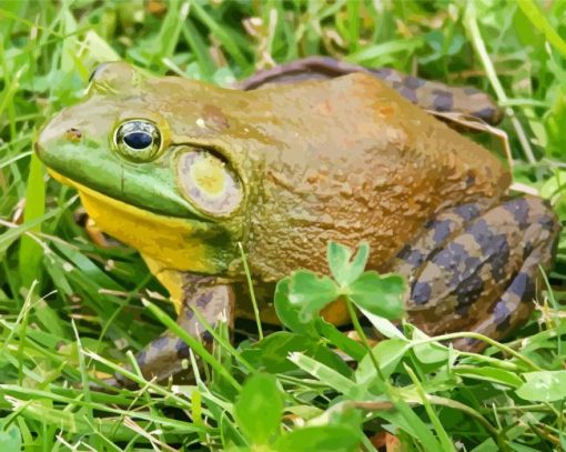 American Bullfrog Paint By Numbers