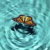 Butterfly On Water Paint By Numbers