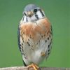 Adorable Kestrel Bird Paint By Numbers