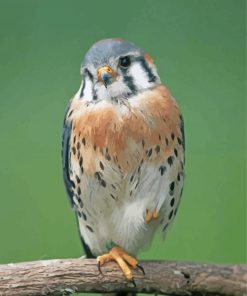 Adorable Kestrel Bird Paint By Numbers