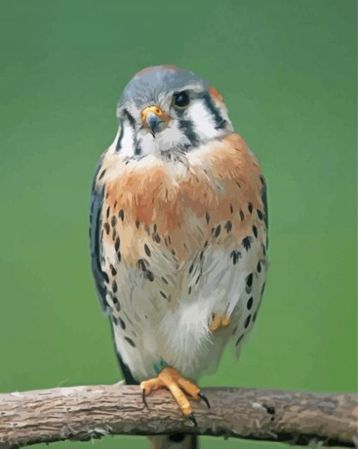 Adorable Kestrel Bird Paint By Numbers