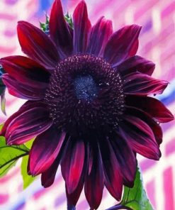 Dark Pink Sunflower Paint By Numbers