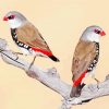 Diamond Firetail Birds Paint By Numbers