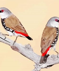 Diamond Firetail Birds Paint By Numbers