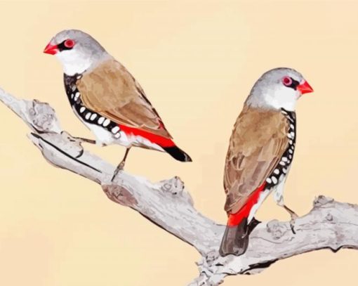 Diamond Firetail Birds Paint By Numbers