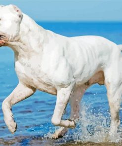 Dogo Argentino In Beach Paint By Numbers